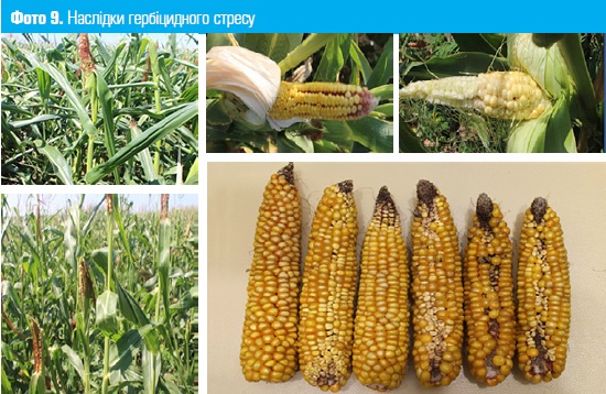 Наслідки гербіцидного стресу кукурудзи