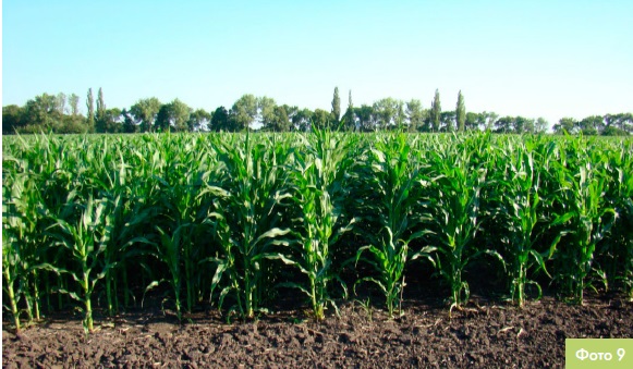 Інноваційний центр DEKALB: місце виробництва кукурудзи